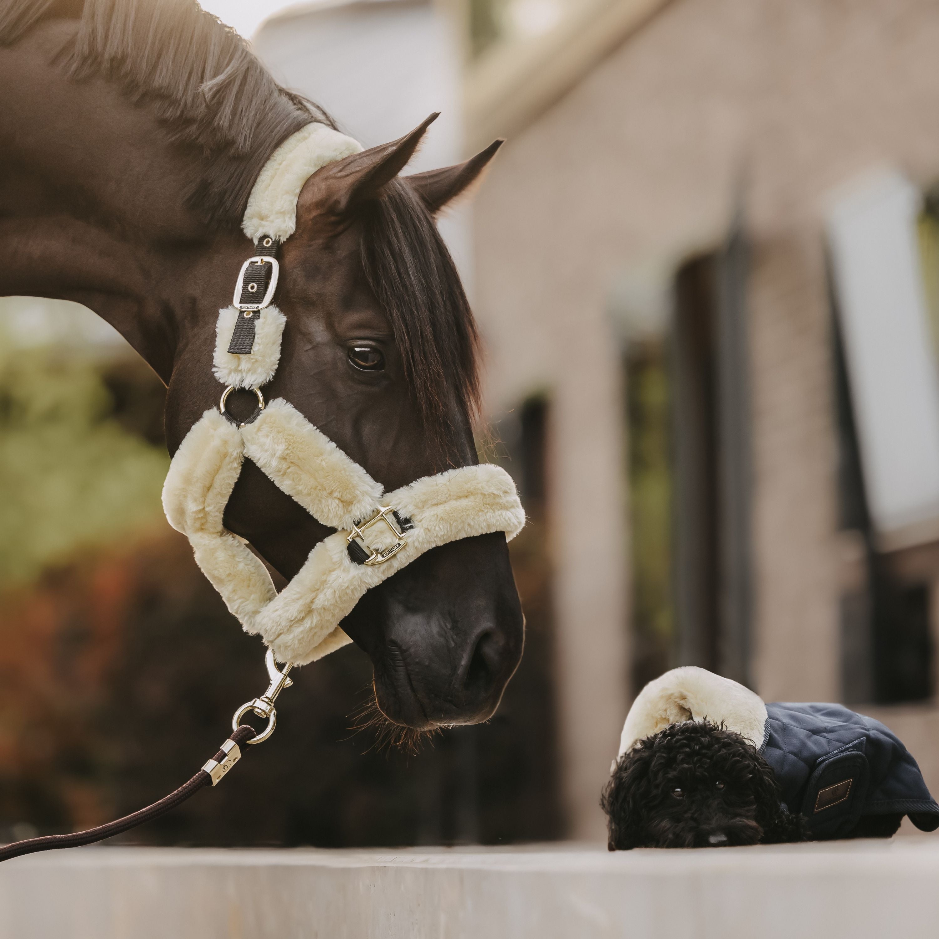Discover Your Sheepskin Essentials