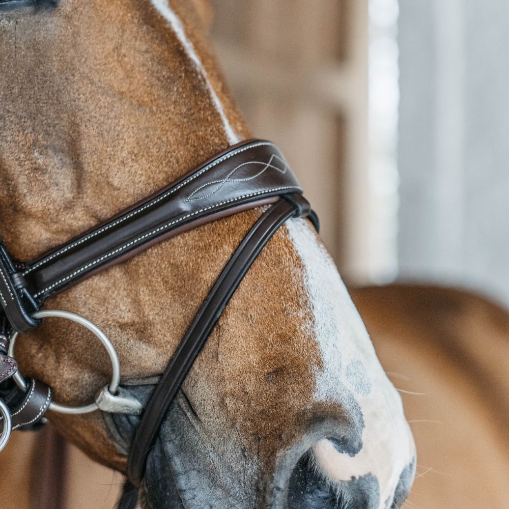 Working Collection Motion Bridle