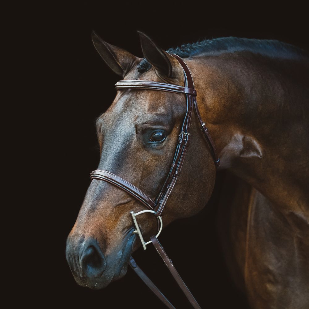Hunter Cavesson Noseband Bridle