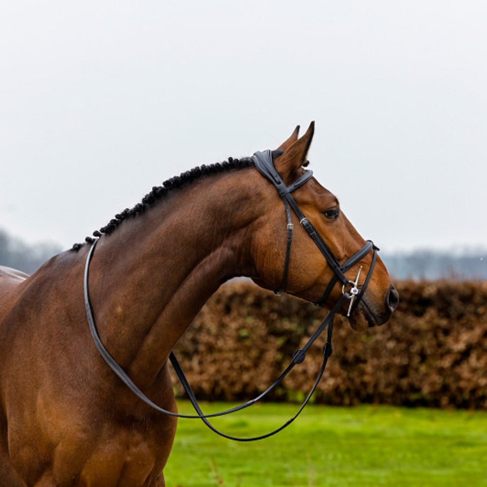 Geneva Noseband Bridle