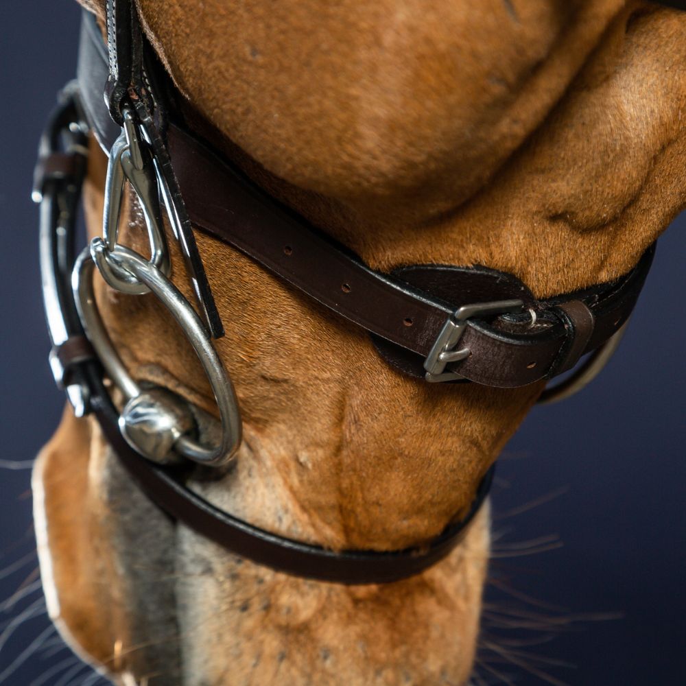 Working Collection Flat Leather Bridle with Snap Hooks