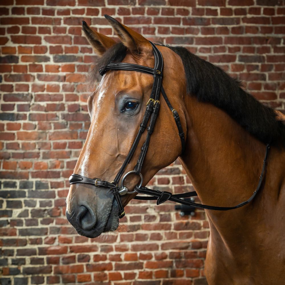D Collection Adjustable Drop Noseband Bridle