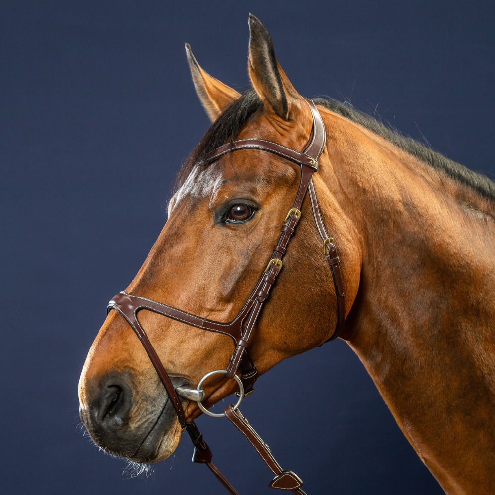 D Collection X-Fit Bridle