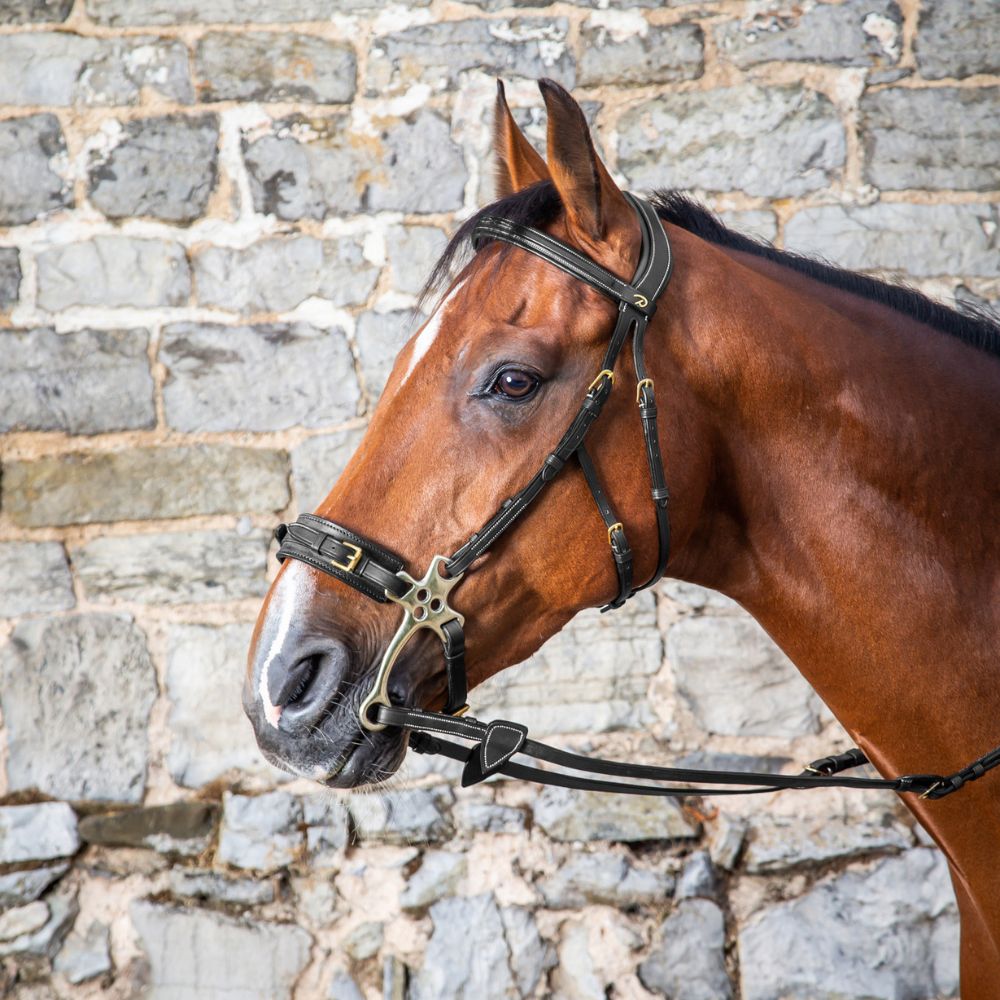 D Collection Hackamore Bridle