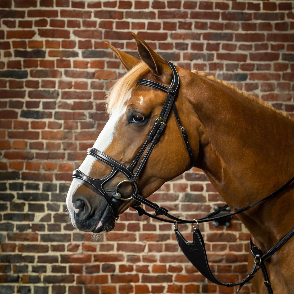 D Collection Double Noseband Bridle