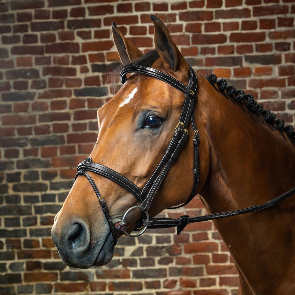D Collection Flash Noseband Bridle