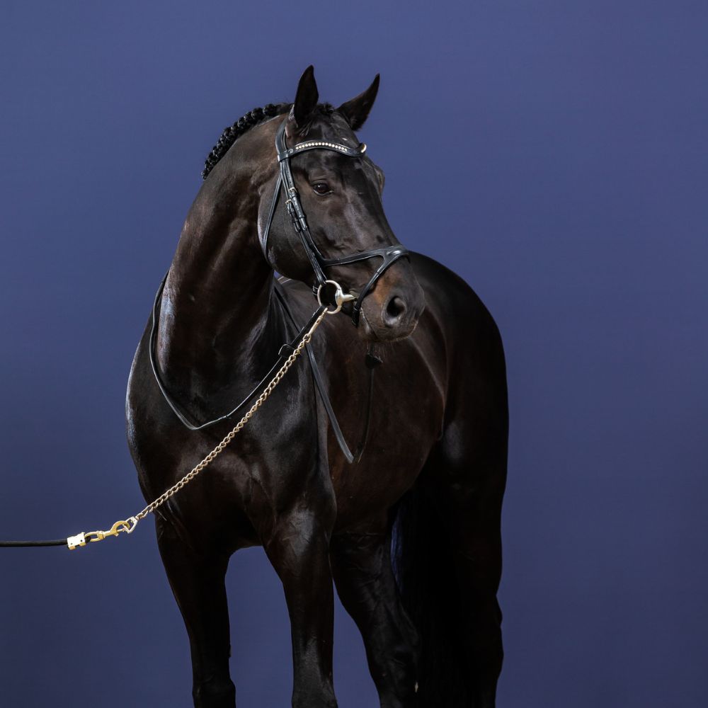 New English X-Fit Bridle