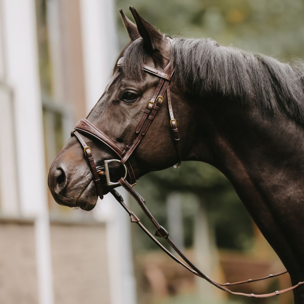 D Collection Anatomic Flash Noseband Bridle