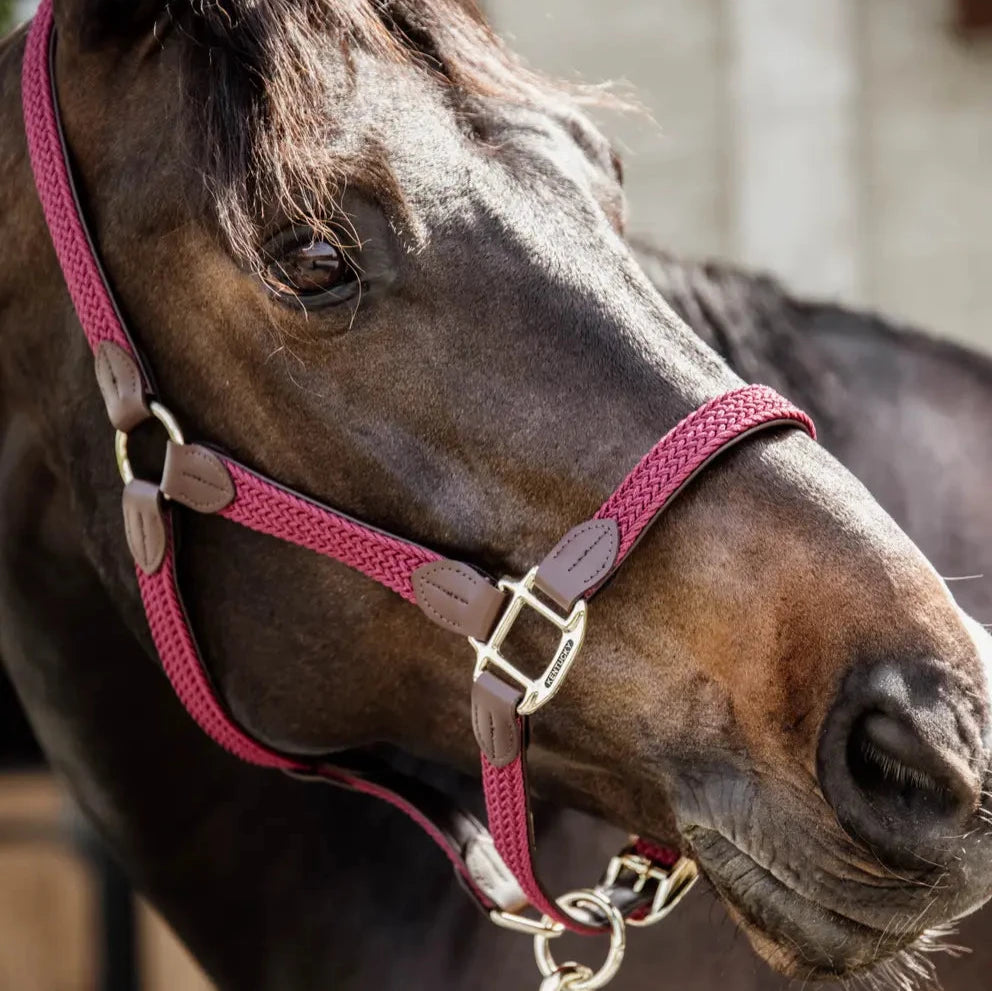 Plaited Nylon Headcollar - Burgundy