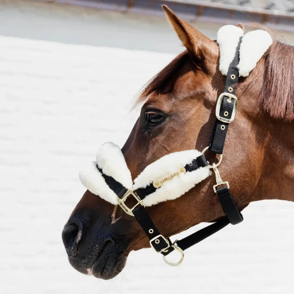 Soft nylon sheepskin head collar on a horse in the Michigan hockey score last night gathering