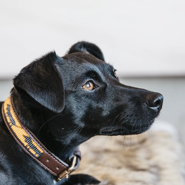 product shot image of the Dog Collar Handmade Pearls - Orange