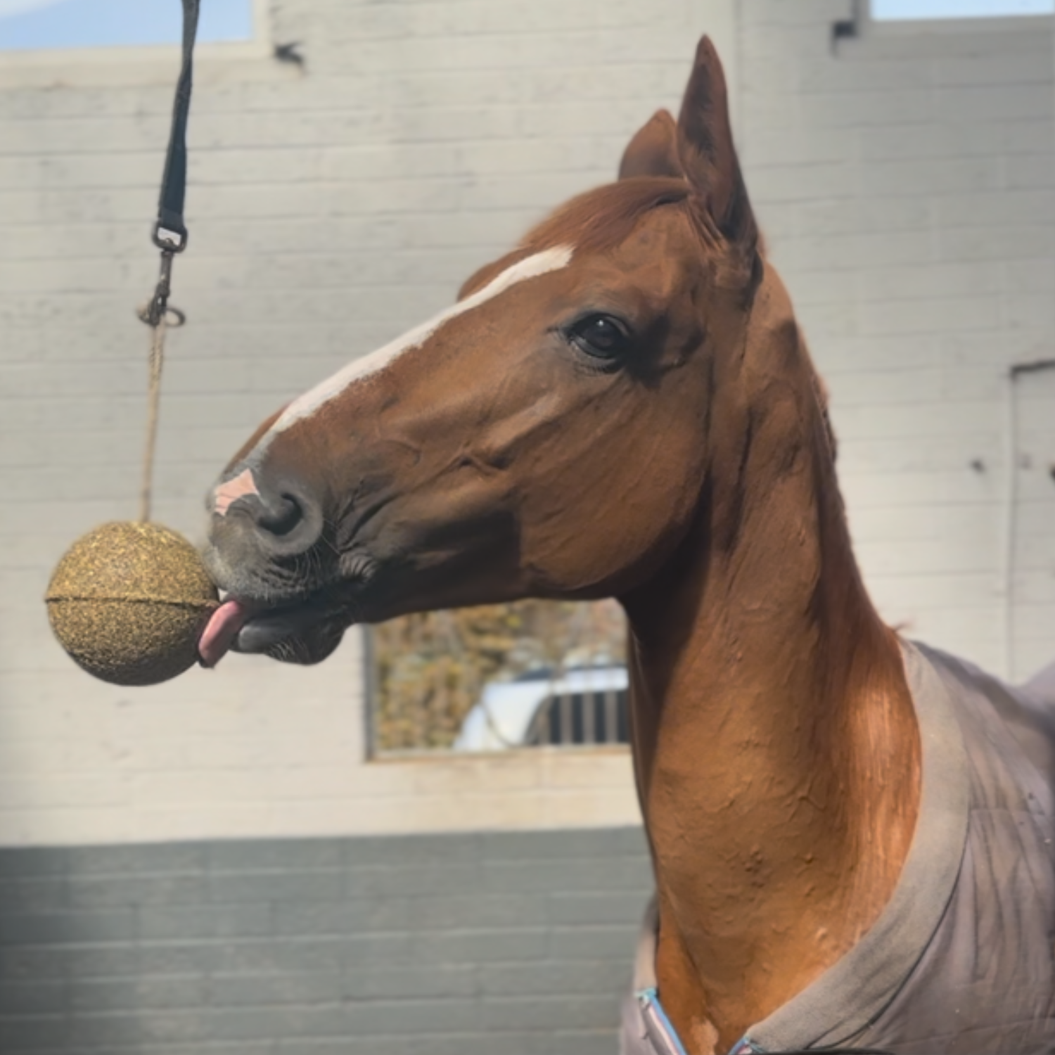 Unika Balls: Healthy Fun for Your Horses