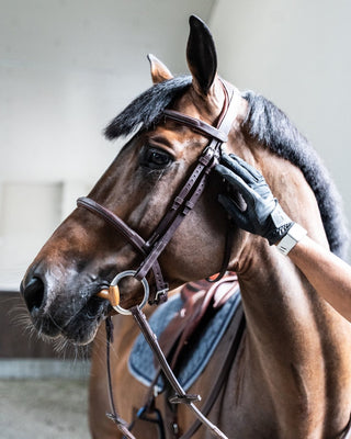 Saddlery & Tack