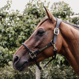 Anatomic Leather Headcollar | Black