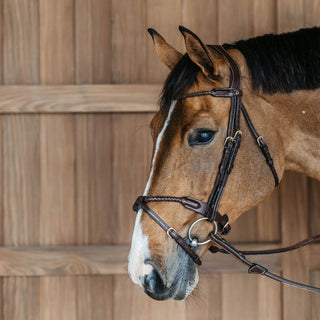 D Collection Braided Noseband Bridle with Removable Flash