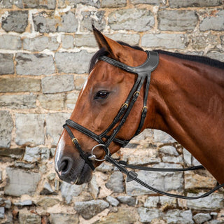 D Collection Difference Bridle