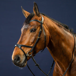 D Collection X-Fit Bridle